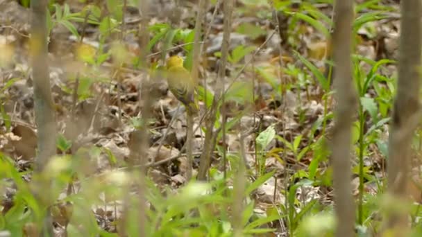 在浏览食物时 很难追踪小黄莺快速移动的情况 — 图库视频影像