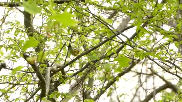 Εκπληκτική Magnolia Warbler Είναι Άγρια Φύση Έκδοση Ενός Ζωγραφισμένου Σπορ — Αρχείο Βίντεο