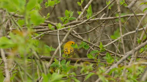 Απόλυτα Σταθερή Βολή Πέρκας Και Απογείωση Του Warbler Βαθιά Κίτρινη — Αρχείο Βίντεο