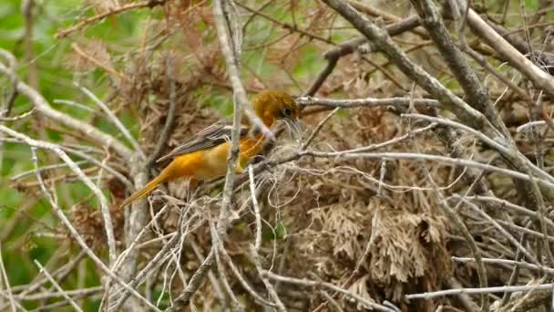 Burung Oranye Panik Menarik Tali Alami Yang Ditemukan Untuk Digunakan — Stok Video