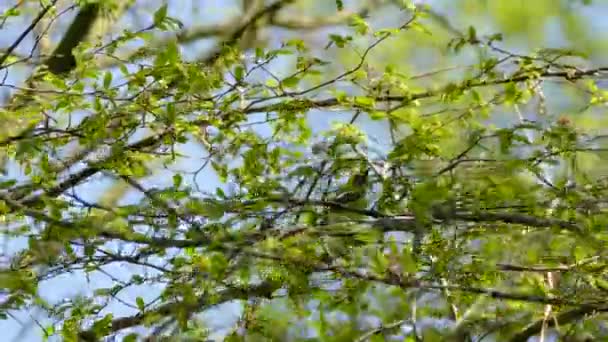 Schitterende Zwarte Keelgroene Warbler Vogel Migreert Naar Loint Point Canada — Stockvideo