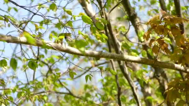 Довгий Пункт Рай Пташиного Птаха Який Зображений Цьому Вигляді Бтгвд — стокове відео