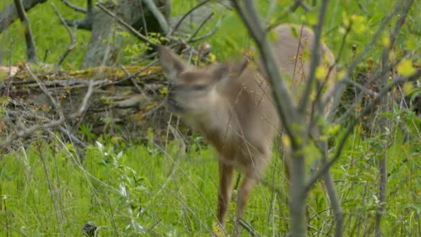 年轻单纯的小鹿在被树枝绊倒后被自己吓坏了 图库视频片段
