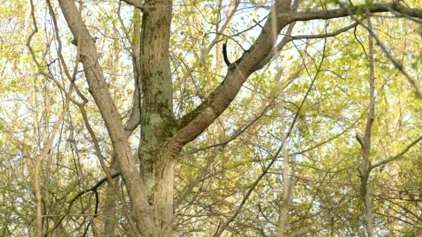 Pic Tête Rouge Loin Sautant Sur Toutes Les Branches Arbre — Video