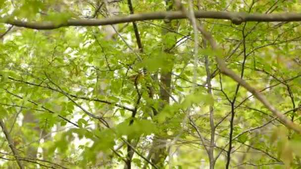 Canadá Lar Uma Diversidade Aves Como Este Warbler Prothonotary Primavera — Vídeo de Stock