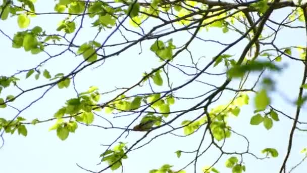 Raras Presença Canadense Impressionante Pássaro Warbler Blackburnian Migração — Vídeo de Stock