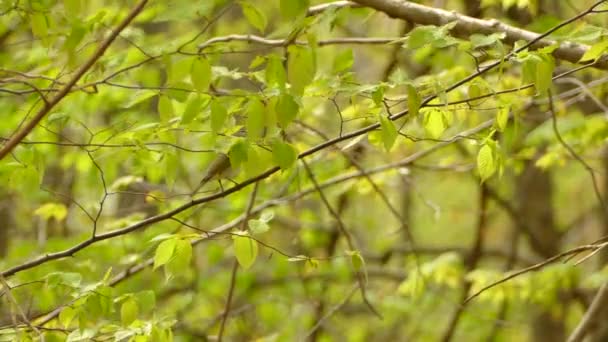 Agilní Červenooký Vireo Exotický Pták Skvrnité Prohledávání Oblasti Během Jarní — Stock video