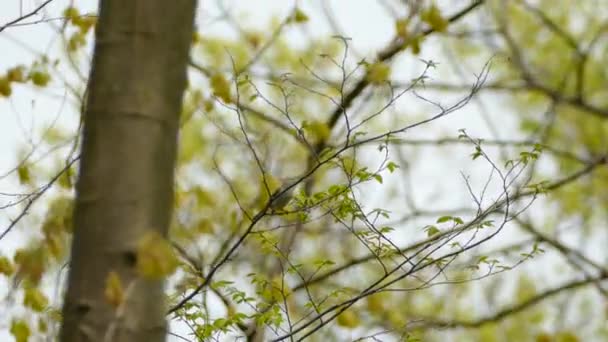 Blågrå Gnatcatcher Fullt Jaktläge Hoppar Upp Gren Mycket Medveten — Stockvideo