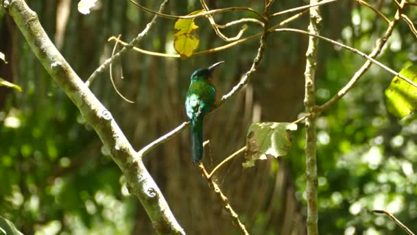 Zon Doordringende Door Dik Jungle Bladerdak Verlichten Verbazingwekkende Jacamar Vogel — Stockvideo