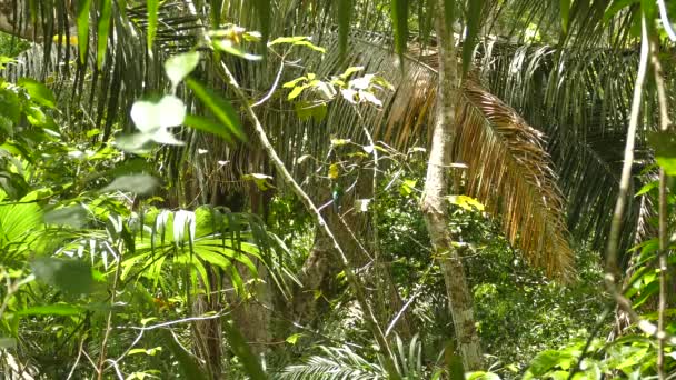 Foresta Pluviale Soleggiata Con Uccello Jacamar Che Decolla Vola Dal — Video Stock