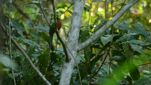 Großer Jacamar Vogel Hockt Bei Sonnenuntergang Mit Letzten Lichtstrahlen Dschungel — Stockvideo