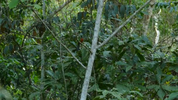 Dichter Regenwald Beherbergt Großen Tropischen Glänzend Grünen Vogel Panama — Stockvideo