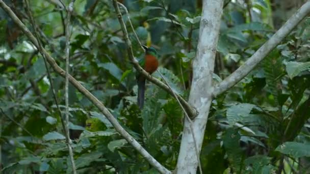 Schöne Exotische Subtropische Vogel Große Jacamar Des Panamesischen Regenwaldes — Stockvideo