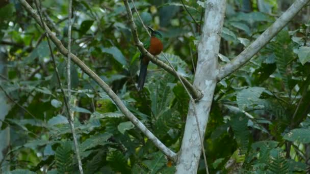 Eine Minute Sequenz Von Großen Jacamar Vogel Stabil Aber Auf — Stockvideo