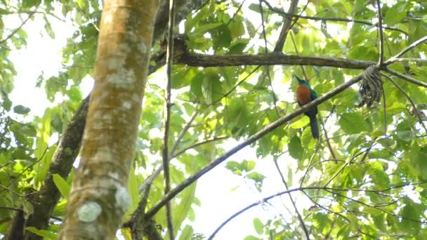 Panning Attraverso Baldacchino Che Casa Uccello Jacamar Panama — Video Stock
