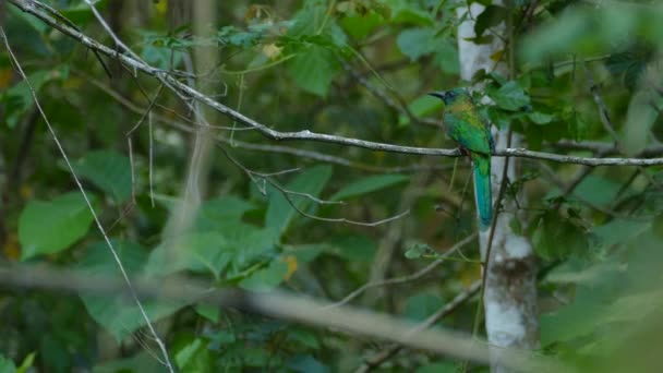 Extended Min Shot Jacamar Bird Doing Stunts Moving Jungle Liana — Stock Video
