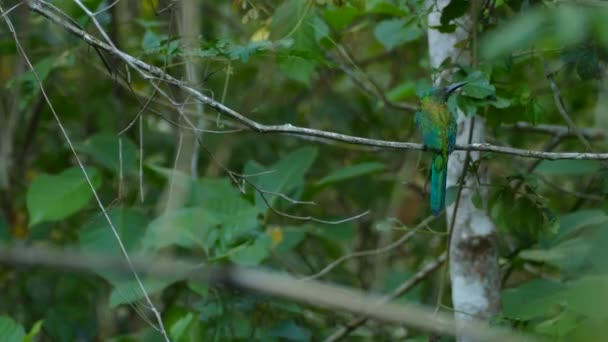 Verde Metallizzato Uccello Tropicale Selvatico Panama Grande Jacamar Habitat Naturale — Video Stock