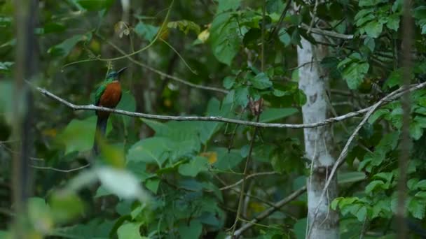 Atemberaubende Naturszene Costa Ricas Mit Wunderschönem Jacamar Vogelflug — Stockvideo