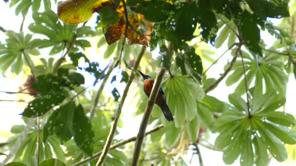 Tropisch Paradijs Thuisbasis Van Prachtige Grote Vogel Jacamar Glanzende Groene — Stockvideo