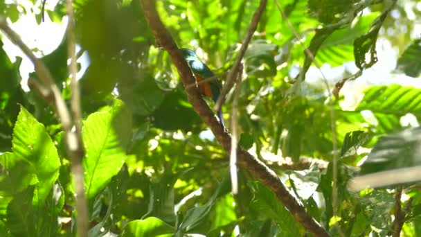 Sonne Scheint Durch Die Blätterkronen Panamas Und Entblößt Hübsche Jacamarvögel — Stockvideo