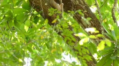 Yukarı doğru eğik çekim, orman tepe örtüsünün üzerinde dinlenen tembel hayvan ikilisinin çarpıcı görüntüsünü ortaya çıkarır.
