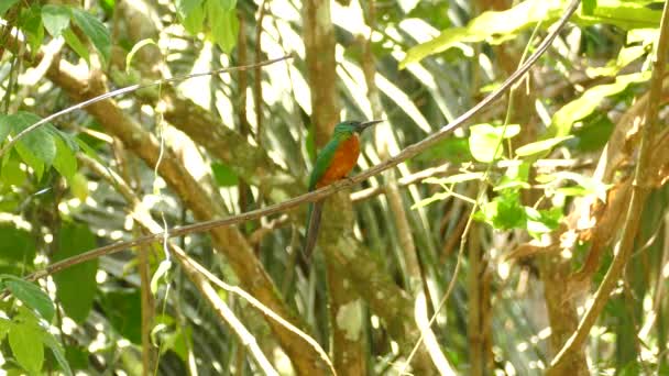 Jacamar Neergestreken Jungle Liana Springt Zich Draaien Terug Naar Andere — Stockvideo