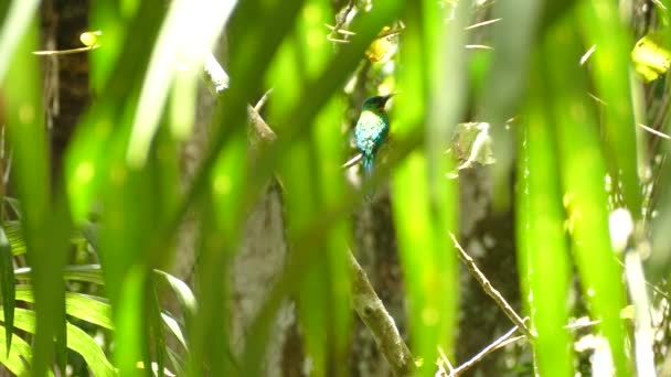 Splendido Uccello Jacamar Dipinto Verde Metallico Habitat Naturale Della Foresta — Video Stock