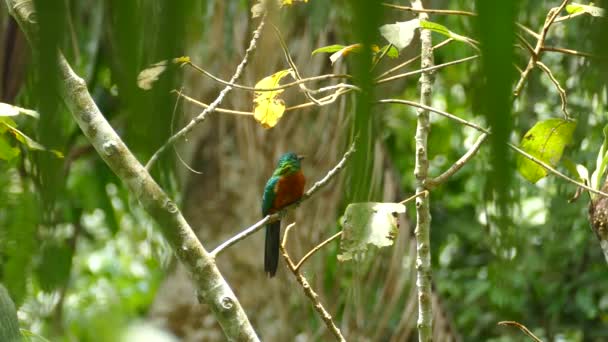 Vacker Glänsande Nästan Magisk Stor Jacamar Fågel Costa Rica Molnskog — Stockvideo