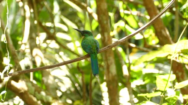 Prächtiger Jacamar Vogel Thront Panama Und Schaut Sich Vor Dem — Stockvideo