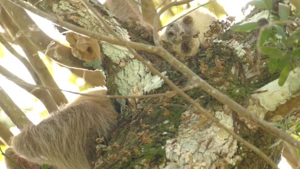 Милый Очаровательный Ленивец Спящий Дереве Ветром Движущимся Меховыми Волосами — стоковое видео