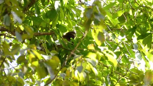 Ленивец Навесе Двигает Головой Сторону Медленно Видимой Маской Глаз — стоковое видео