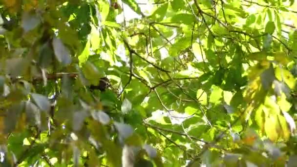 Sloth Een Luie Dag Laat Wind Zachtjes Zwaaien Zijn Tak — Stockvideo