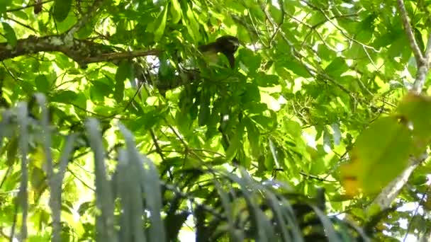 Rara Pereza Pigmeo Tres Dedos Naturaleza Exuberante Selva Panamá — Vídeos de Stock