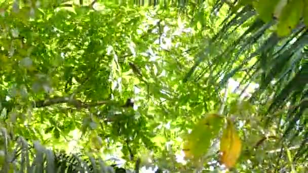 コスタリカの新鮮な自然環境の中で 自由へのスイングはこの幸せなスローです — ストック動画