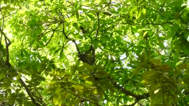 Lussureggiante Foresta Pluviale Una Giornata Sole Ospita Bradipo Prendendo Riposo — Video Stock