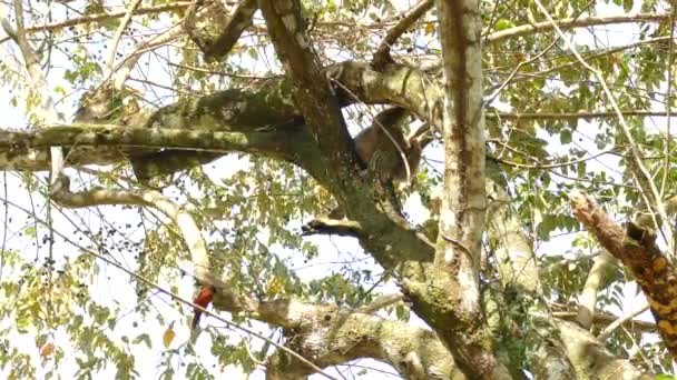 Albero Occupato Con Non Solo Bradipo Riposo Anche Uccello Tanager — Video Stock