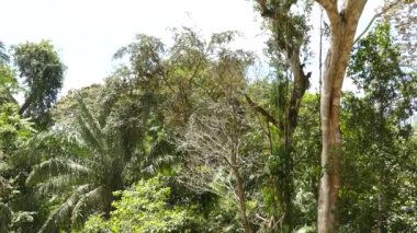 Panama 'da güneşli bir orman, tepe örtüsü üzerinde hareket eden bir maymuna ev sahipliği yapar.