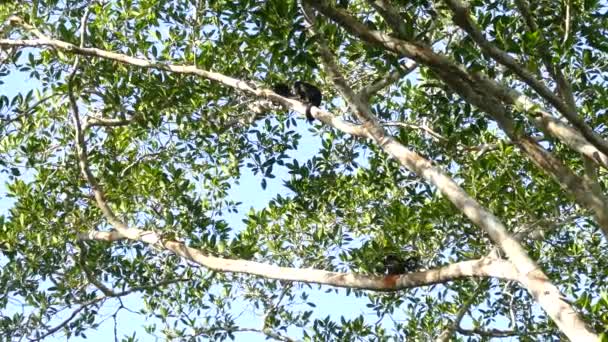 成熟树上一群啼叫的猴子断断续续地啼叫 — 图库视频影像