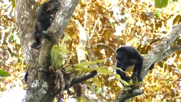 Scimmia Nera Che Salta Altro Ramo Mentre Compagno Rimane Fermo — Video Stock