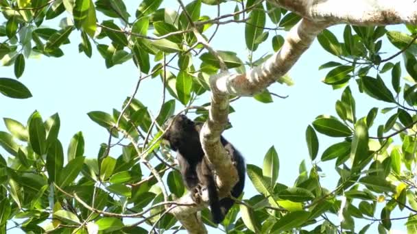 Πίθηκος Του Χάουλερ Βάζει Στην Άκρη Φύλλο Που Τρώει Για — Αρχείο Βίντεο
