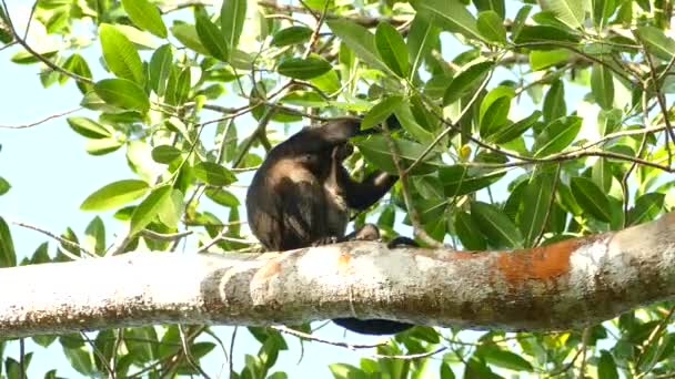 Monkey Mom Baby Eats Leaf While Howling Sound Heard Background — Stock Video