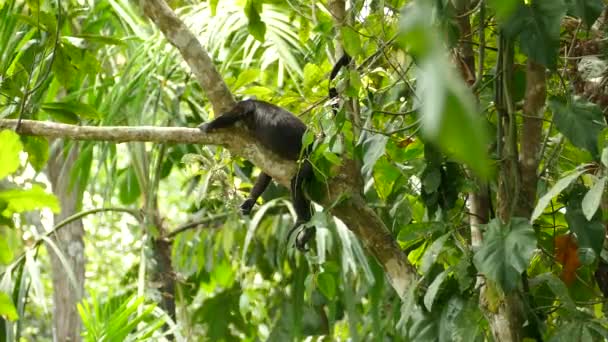 Hermosa Selva Exuberante Lugar Descanso Perfecto Para Este Mono Aullador — Vídeo de stock