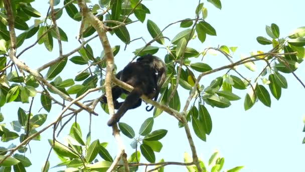 Kleines Affenbaby Kriecht Von Mutters Rücken Sich Auf Das Leben — Stockvideo