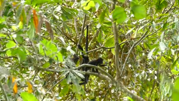 グループの中で若いハウラー猿は自分で登るのに十分な大胆さです — ストック動画