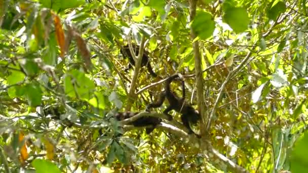 Singe Hésitant Descend Pour Trouver Lieu Repos Confortable Sûr — Video