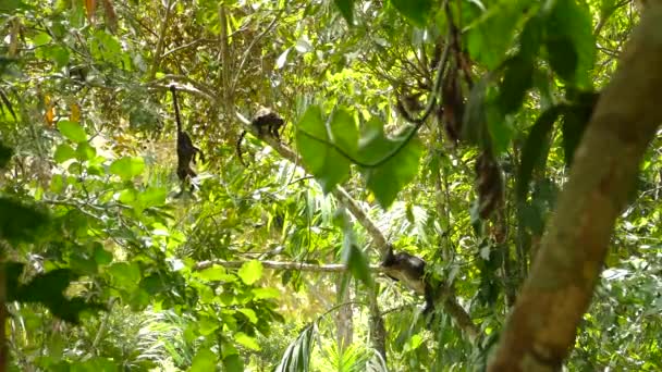 Prachtige Natuur Scene Van Panama Met Groep Apen Zonnige Jungle Rechtenvrije Stockvideo