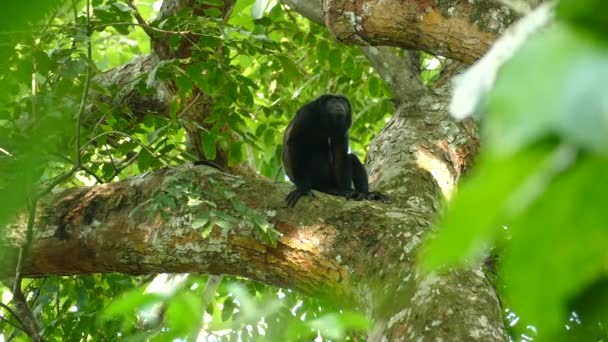 Seltsames Beunruhigendes Einzelverhalten Bei Ungewöhnlich Zurückgezogen Lebenden Affen Außerhalb Der — Stockvideo