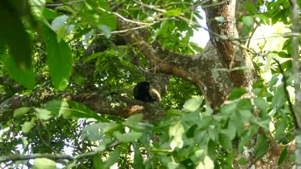 Singe Hurleur Mantelé Unique Semble Solitaire Après Avoir Éventuellement Été — Video