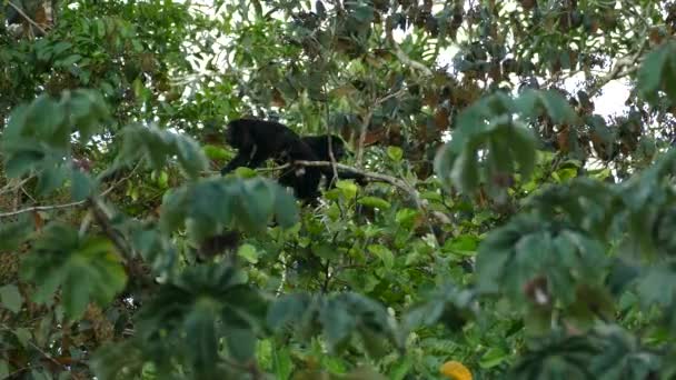 Exibição Som Impressionante Ruído Poderoso Macaco Uivo Panamá — Vídeo de Stock