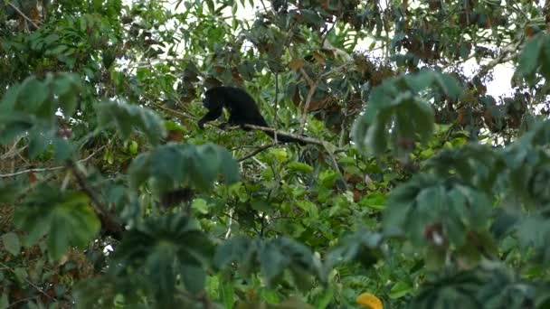 Mantled Wycie Małpa Szczycie Korony Drzew Robi Słynny Głośny Hałas — Wideo stockowe